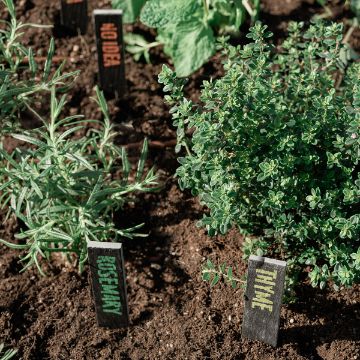 Show details for Herbalicious Herb garden with rosemary and thyme plants growing in soil, each labeled with small signs. Other plants and labels are visible in the background.