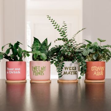 Show details for Soil Mates Four potted plants in colorful pots on a table. Each pot has playful text: "Pour me a Drink," "I Wet My Plants," "Weed Maybe," and "Stayin' Alive." The plants are green and leafy, set against a bright indoor background.