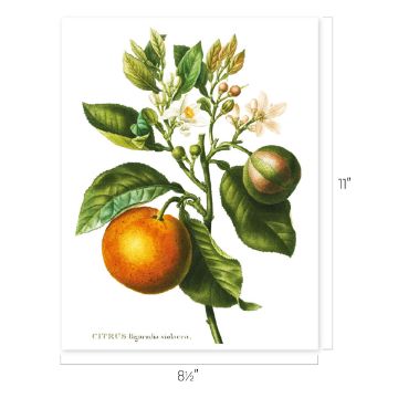 Show details for Citrus Trees Heat Transfer (2-Pack) Botanical illustration of a citrus plant with green leaves, white flowers, and two fruits—one round and orange, the other green with purple stripes. Dimensions shown are 8.5 inches wide by 11 inches tall.