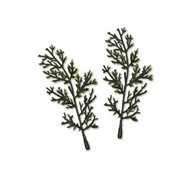 Two small green cedar branches with thin, twig-like stems and delicate, needle-like leaves, arranged side by side on a plain white background.