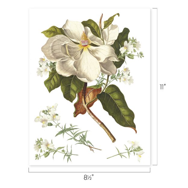 A botanical illustration of a large white magnolia flower with green leaves and small white blossoms, set against a plain background. The image dimensions are labeled as 11 inches tall by 8.5 inches wide.