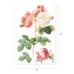 A botanical illustration of blooming pink and white roses with green leaves on a white background. The image dimensions are 17 inches tall by 11 inches wide.